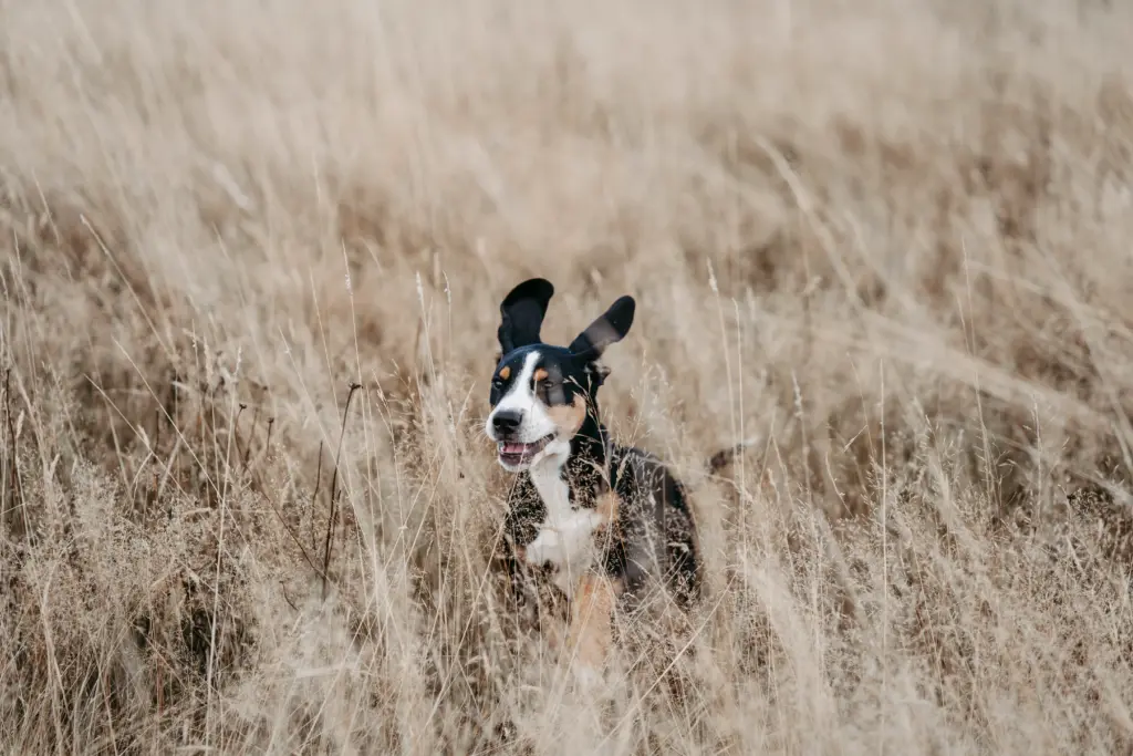 Familie mit Hund spielt ausgelassen im Feld bei Koblenz.