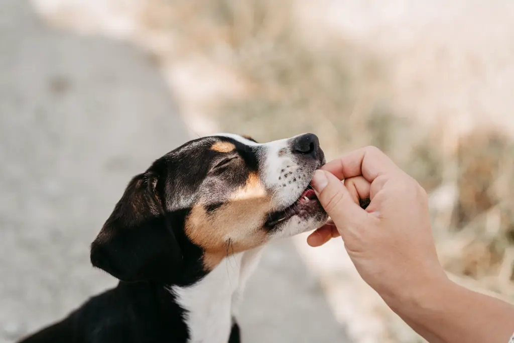 Ganze Familie mit Hund im Feld bei Koblenz.