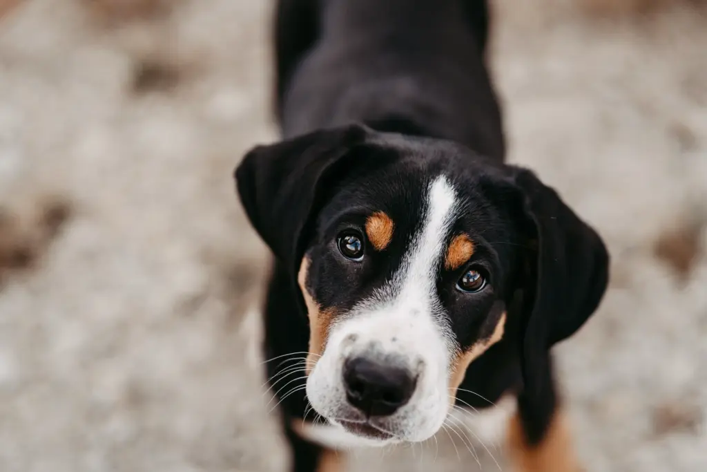 Kind lacht mit Hund im Feld bei Koblenz.