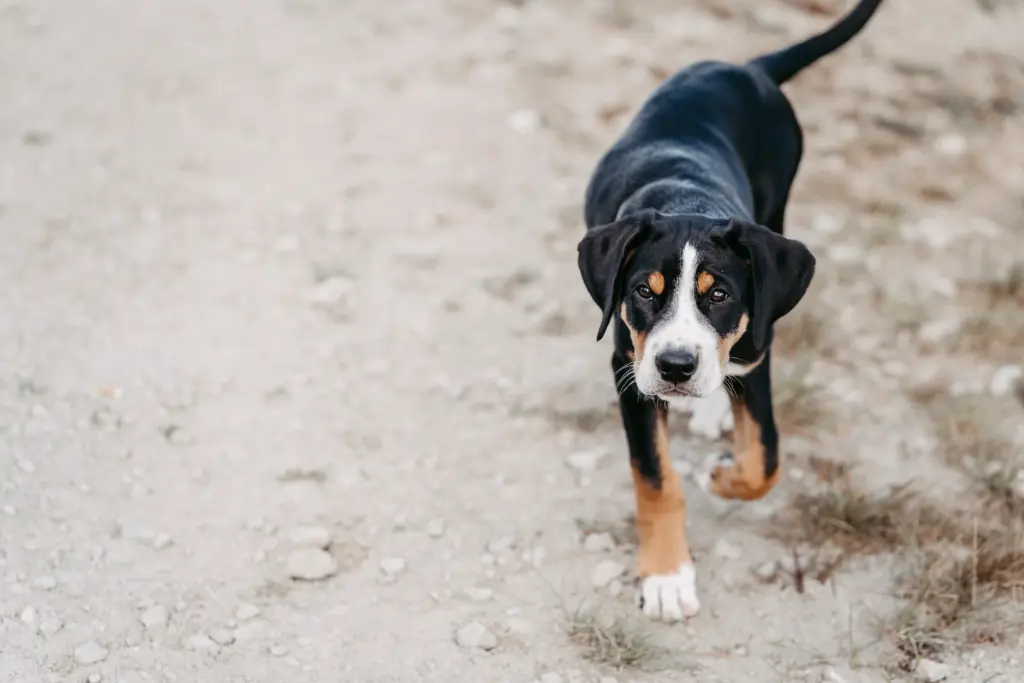 Eltern und Kinder mit Hund im Feld bei Limburg.