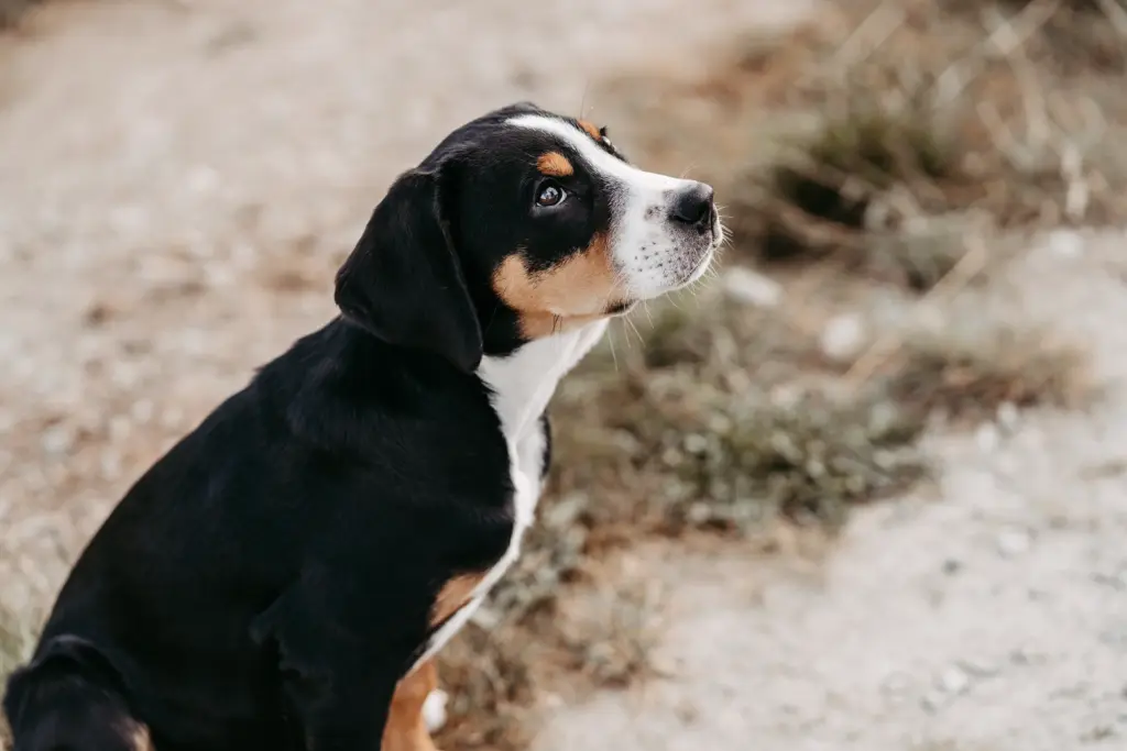 Hund rennt direkt auf die Kamera zu im Feld bei Koblenz.